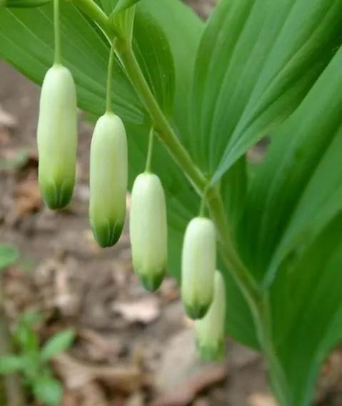 中药材种植的适宜品种