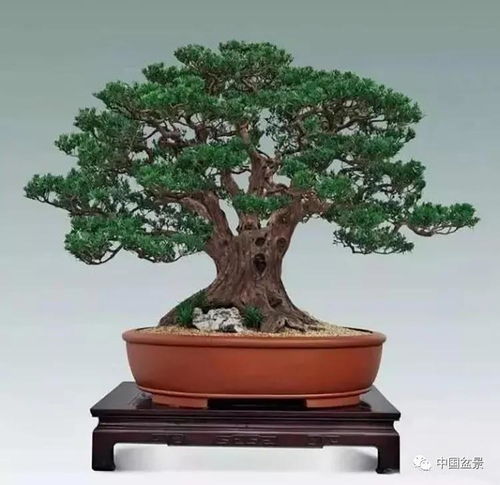 有机肥料，营养梗全面