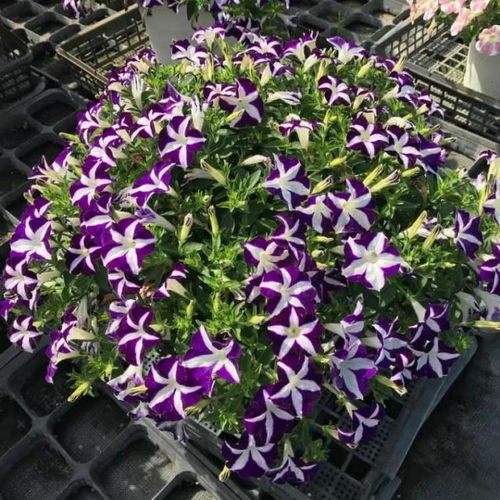 养花小知识：花卉肥料大揭秘