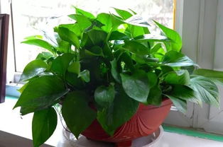 植物既然有休眠期， 那一定是有道理的