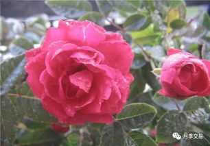 梅郎珍珠， 美丽花朵的秘密花园