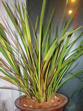 不同品种兰花各具特色