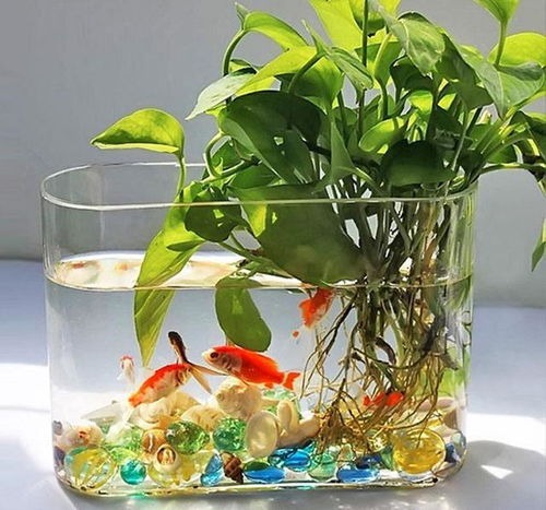 北方水库里嫩种荷花吗