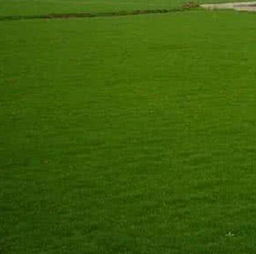 百慕大草坪和大众化草坪品种介绍