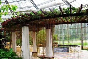 楼顶绿意盎然：适合种植的藤本植物和灌木植物推荐