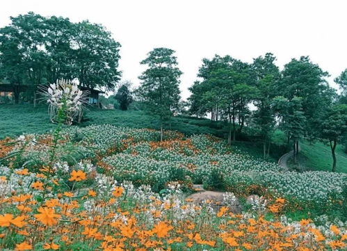 云香花养护指南：了解其生长周期，打造茂盛花园景观