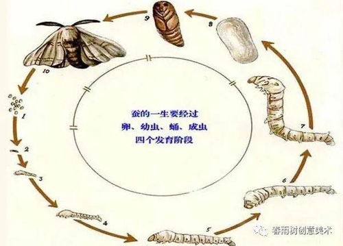 蚕吃什么食物才能吐丝？桑叶的营养价值有哪些