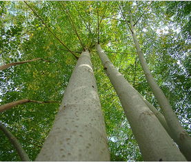 辣木籽树种植需要哪些具体条件？土壤、气候、水分等都有哪些要求？