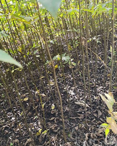 种子发芽， 那些年我们一起播种的艰辛