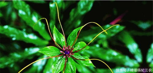 独家数据：2025版药典新增27种药材，其中