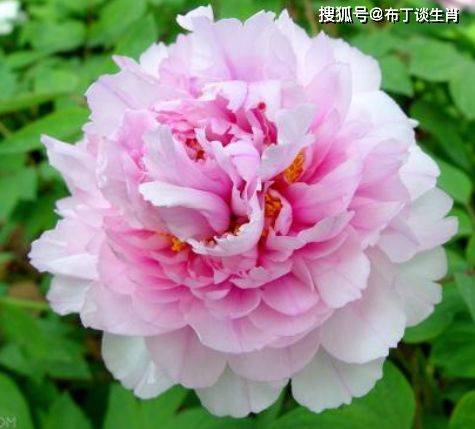 双：牡丹花速成秘籍