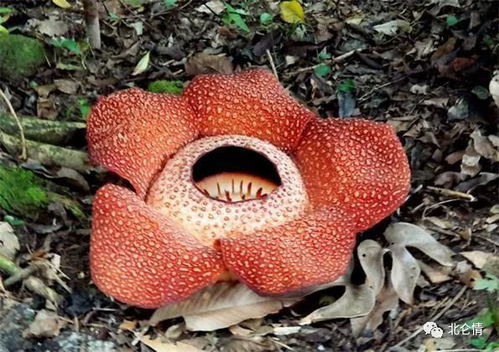 神奇花卉：指具有奇特形态、神秘传说或特殊功效的花卉