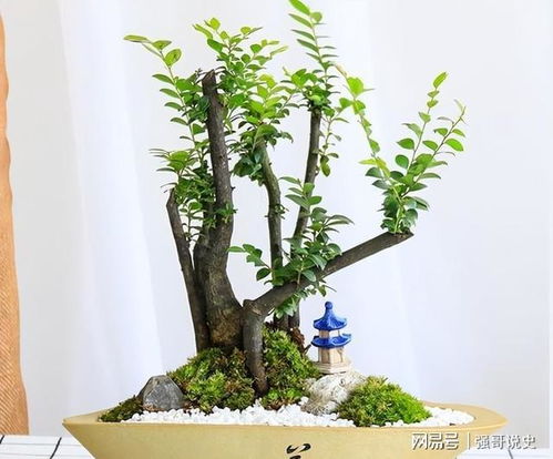 无土盆景如何养护才能保持生机盎然