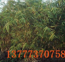 娄底市区苗木市场探秘， 寻找你的绿色伙伴