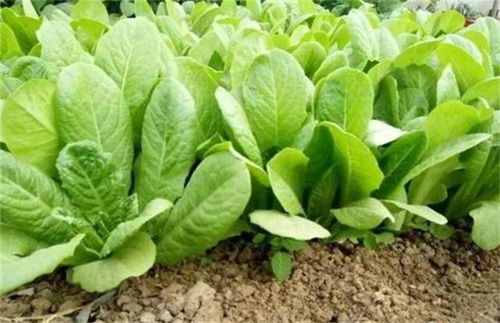 油麦菜：最常见的， 但顾客也爱
