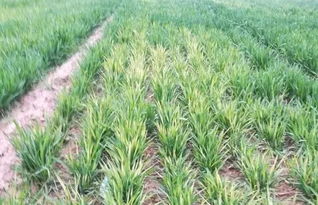 小麦病虫害，你了解多少？