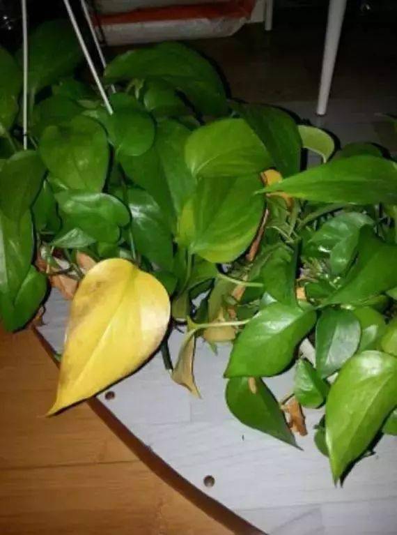 万年青叶子尖发黄怎么办？是浇水过多还是施肥不足