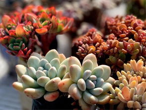 多肉大棚种植核心关键词：精准控水