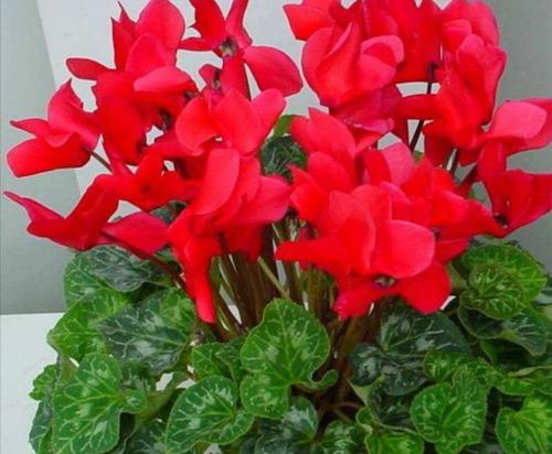 夏季的休眠习惯