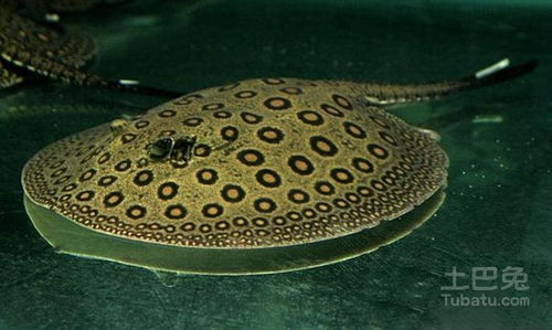 请问哪种品种的魟鱼价格最便宜，性价比最高？