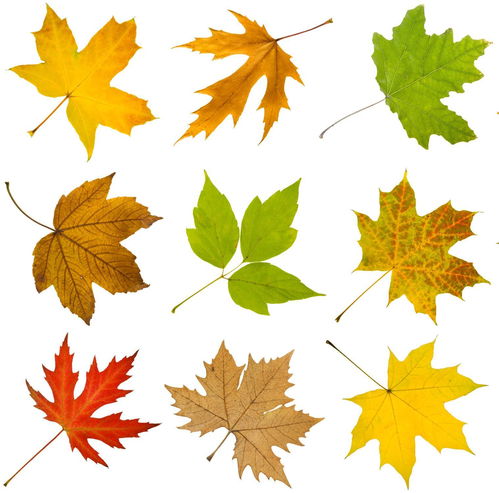 枫叶，那个像羽毛的家伙