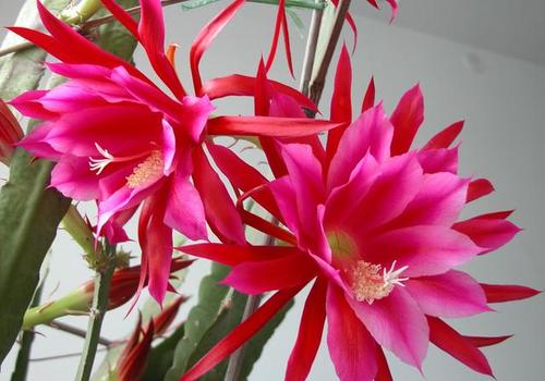 令箭荷花春季如何施肥？促进开花效果佳吗