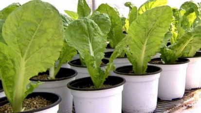 小白菜种植要点