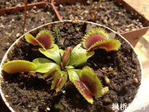 捕蝇草种植小贴士：光照与水分