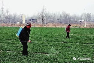 那蔬菜定植前用哪种除草剂Zui好呢？