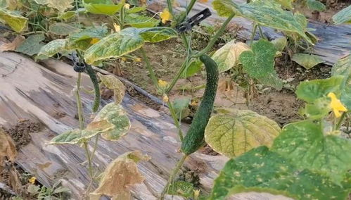 梨瓜种植时如何选择合适的品种和土壤
