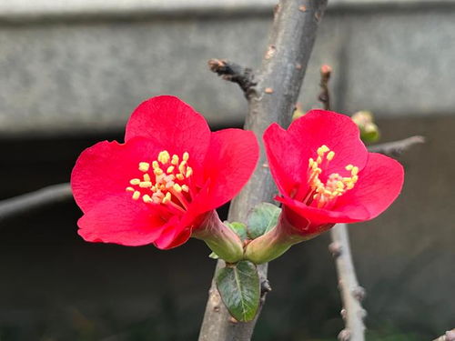 广元市花为海棠，象征美丽、坚韧与和谐