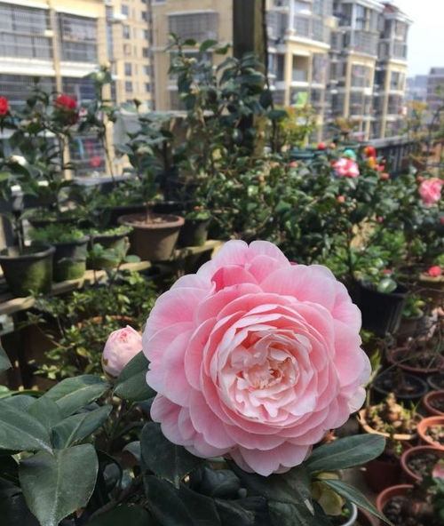 一、茶花浇水，干透浇透，你记住了吗？