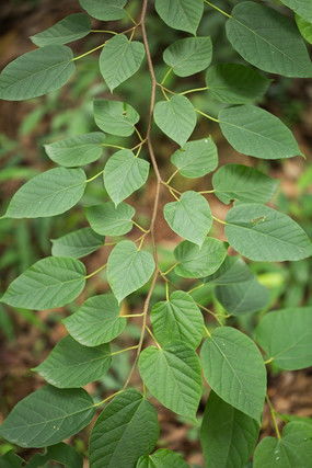 爬山虎：攀爬的绿色小英雄