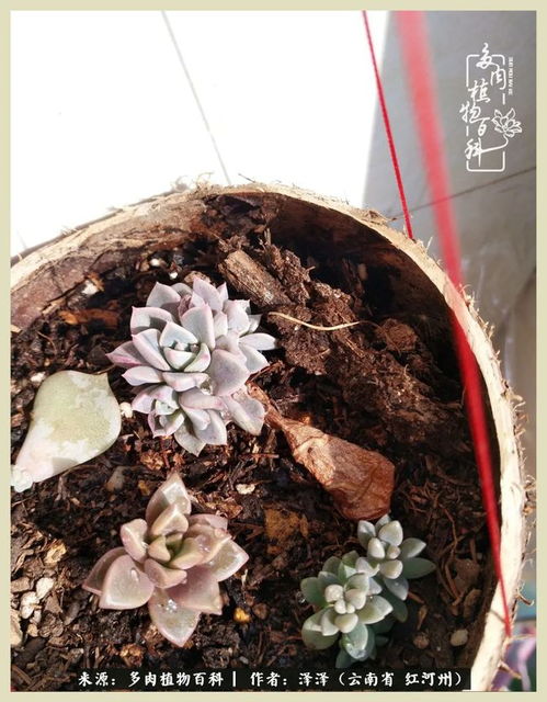 多肉分苗，如何种植新生命