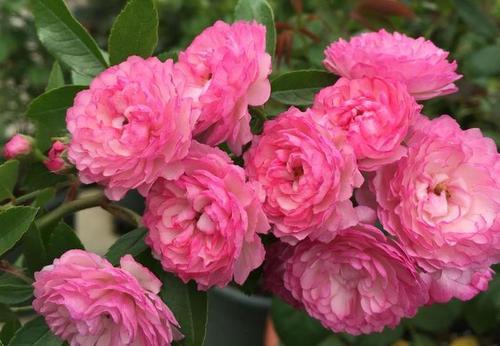 土壤与气候， 亚列尔月季的温馨家园