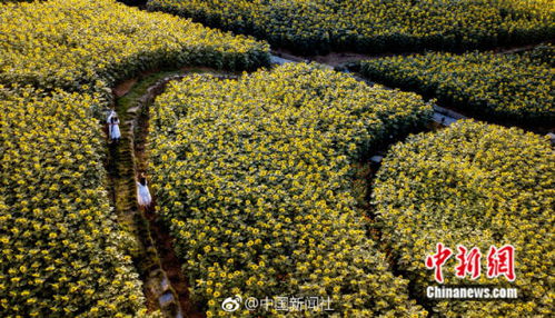 九月十月开什么花？金秋时节，这8种植物绽放，你见过哪些？