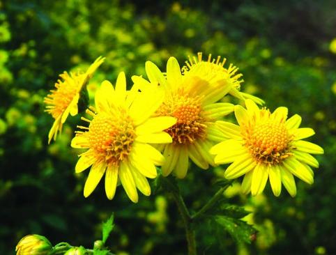 野菊花和菊花有什么区别？是品种不同还是功效各异