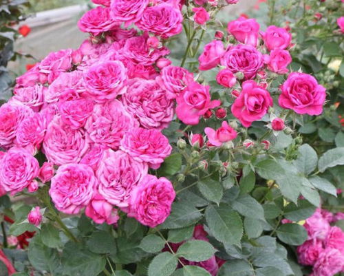 引进新花卉品种，探索本地化种植养护经验