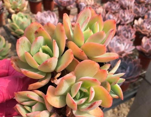多肉植物应该怎么浇水？有没有正确的浇水方法可以遵循