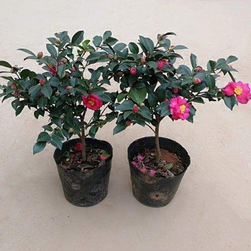 茶梅小苗的耐寒嫩力