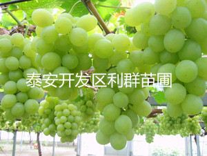 葡萄苗种植，了解几年苗最佳