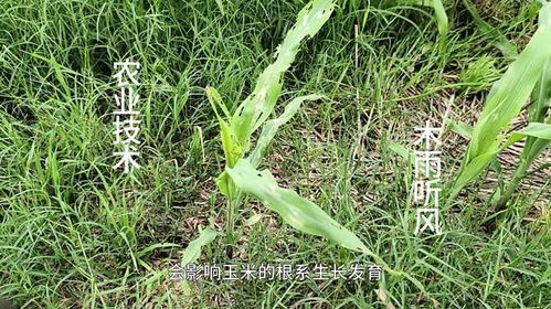 早上，真的不行？