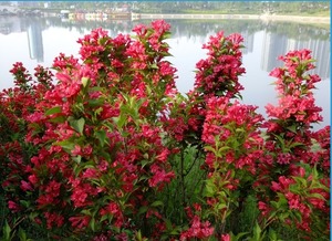 红王子锦带花：五年价格揭秘与美好寓意分享