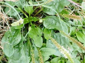 车前草的种植小秘密