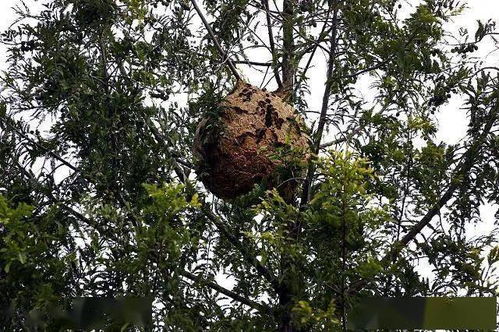 长景种业， 优质种子