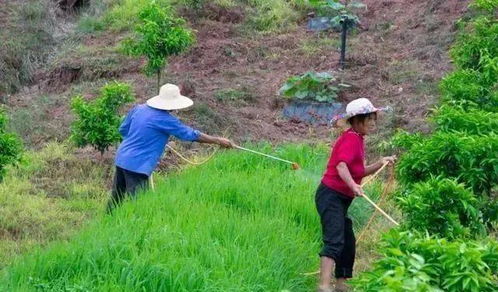 杀虫农药灌根：根部的秘密通道