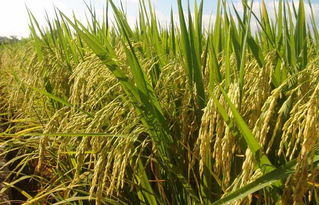 五、 丙环唑的具体使用方法