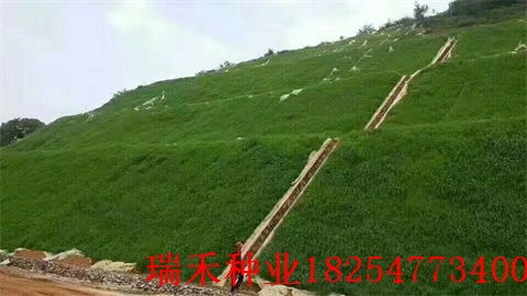 窑洞顶防水，草种大比拼！