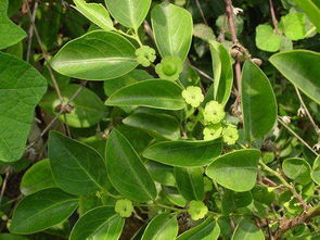 常见的细长叶植物