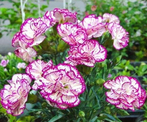 康乃馨怎么养才能延长花期？